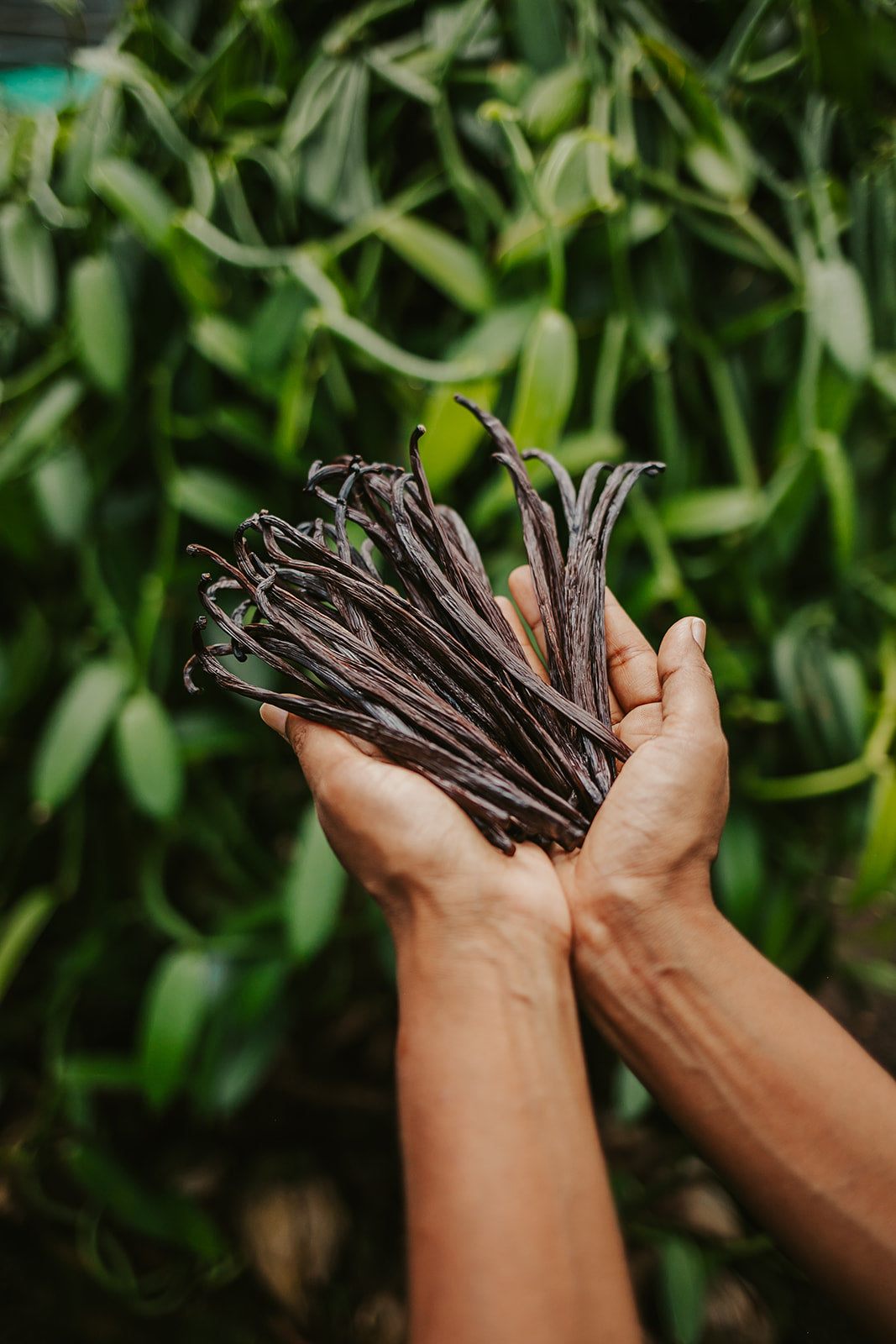 Vanilla Harvest