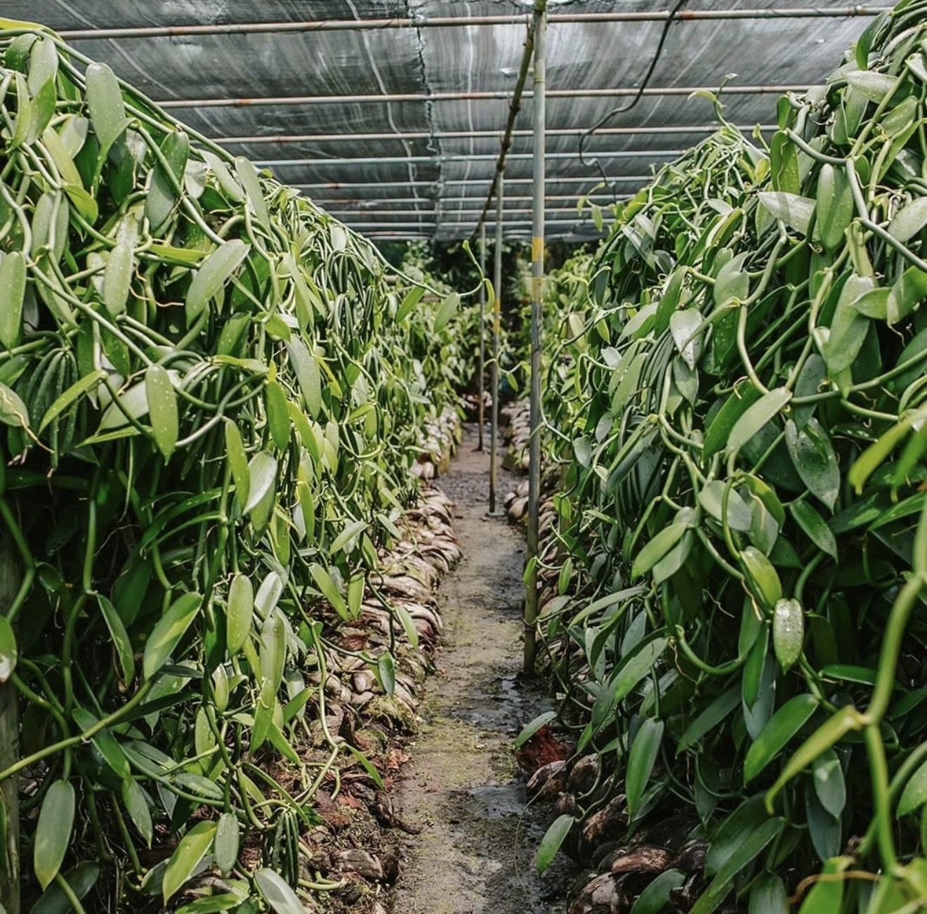 Discover the Vanilla Farm