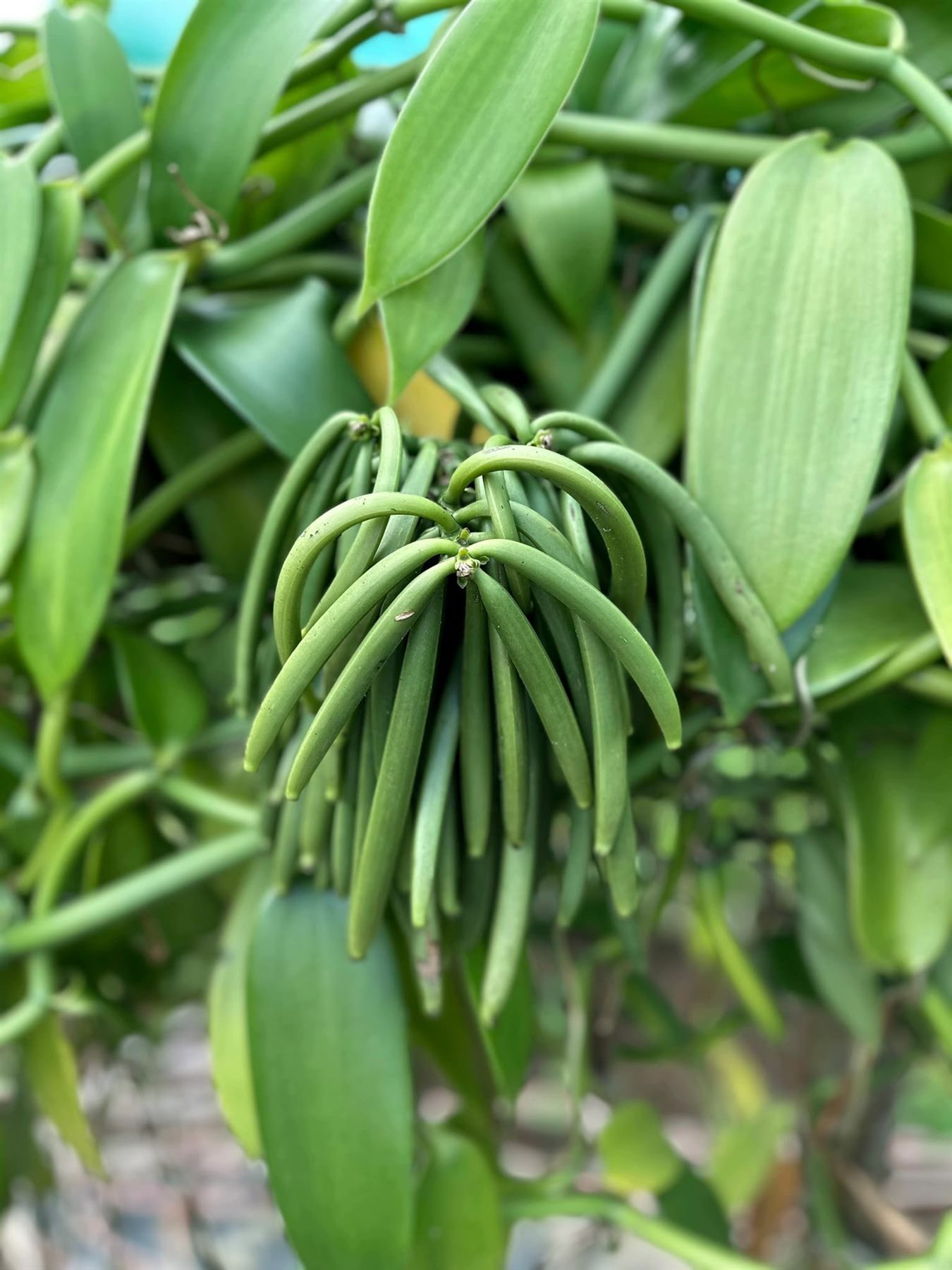 Vanilla Pollination