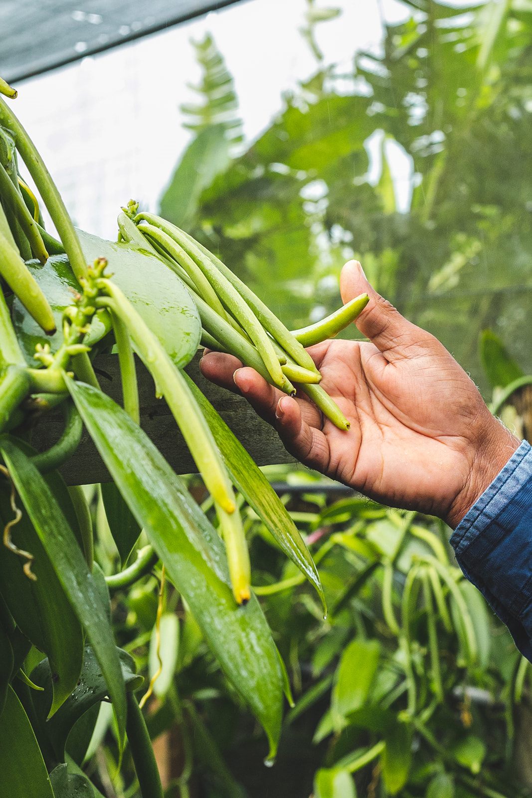 1. Land Preparation and Planting