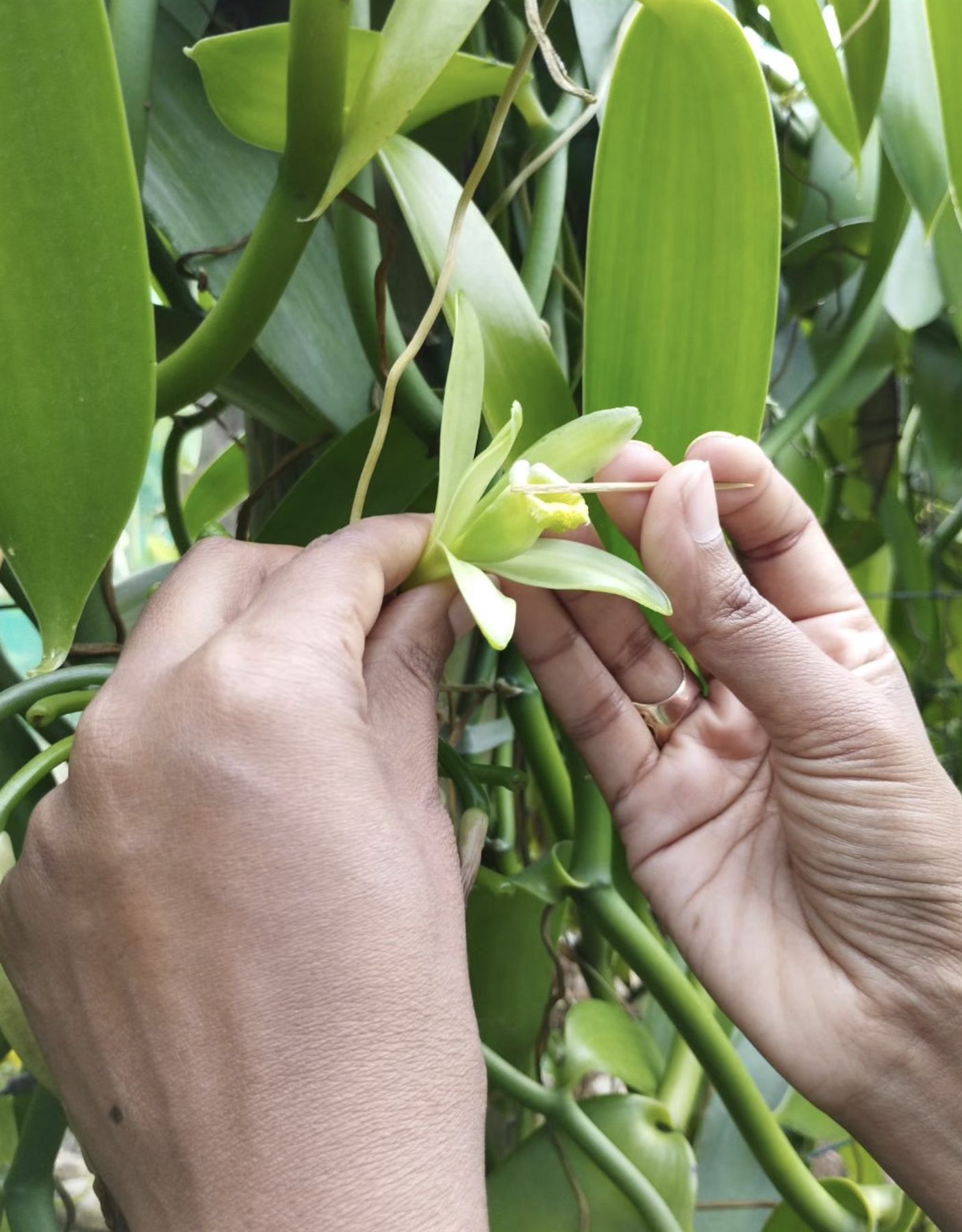 3. Growth and Ripening of the Pods