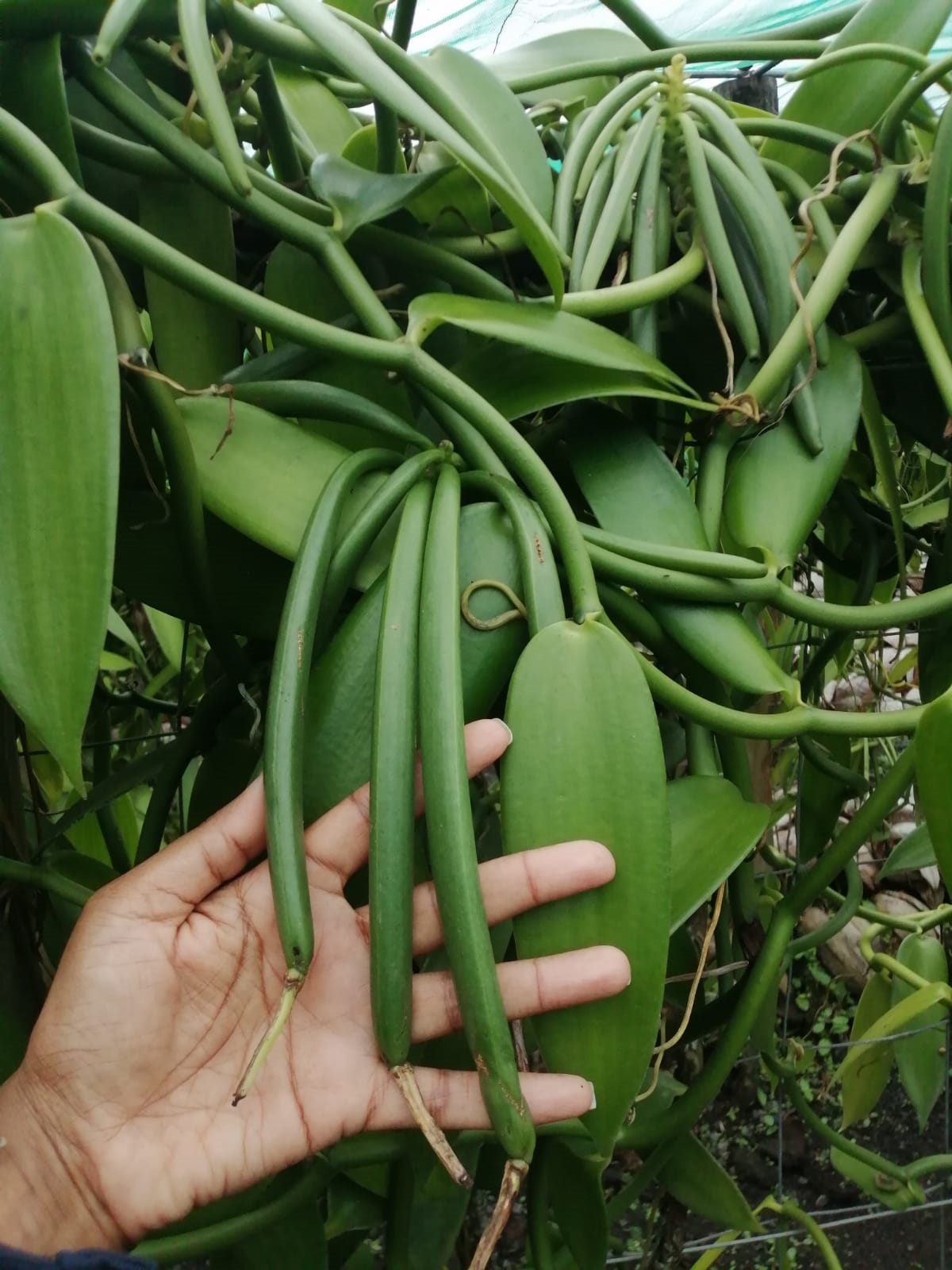 4. Selective Harvesting